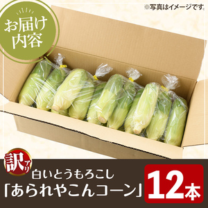 ＜先行予約受付中！2026年6月中旬以降順次発送予定＞訳あり！白いとうもろこし「あられやこんコーン」(12本) 国産 トウモロコシ 玉蜀黍 ホワイト コーン 野菜 糖度 夏 イネ科 数量限定 期間限定
