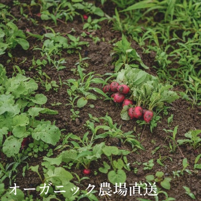 【毎月定期便】しあわせ野菜畑のシェフS セット　(訳あり規格外の有機野菜を一部使用)全12回【配送不可地域：離島・北海道・沖縄県・四国・九州】