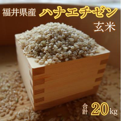 ふるさと納税 小浜市 令和7年産新米ハナエチゼン　玄米　20kg