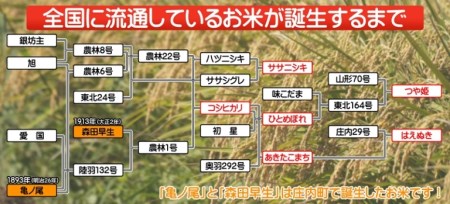 ＜4月中旬発送＞庄内米6か月定期便！はえぬき12kg（入金期限：2024.3.25）