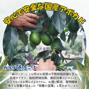 完熟国産アボカド「御厨(みくりや)アボカド」2玉～3玉【B5-030】