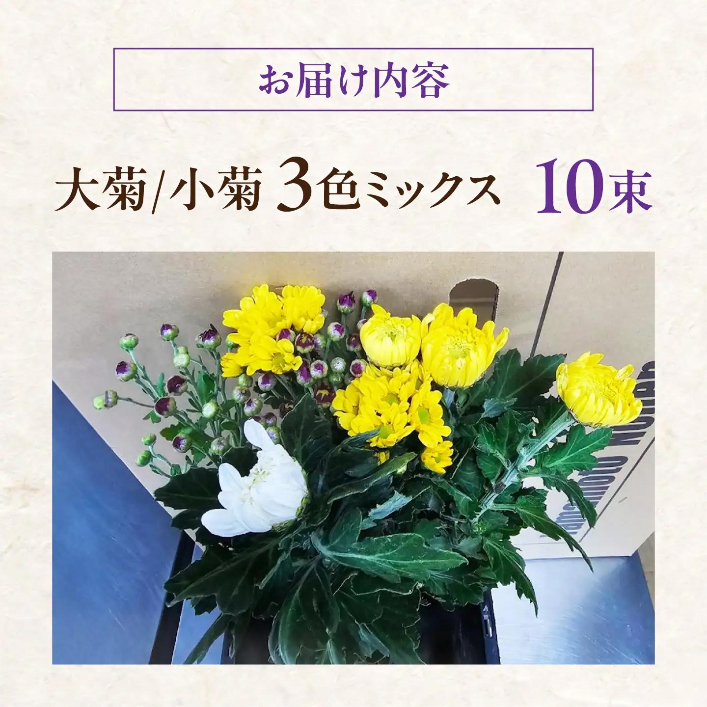 大菊小菊3色ミックス 花 季節の花束 ギフト おまかせ 広島県江田島市/山本農園[XDA002]
