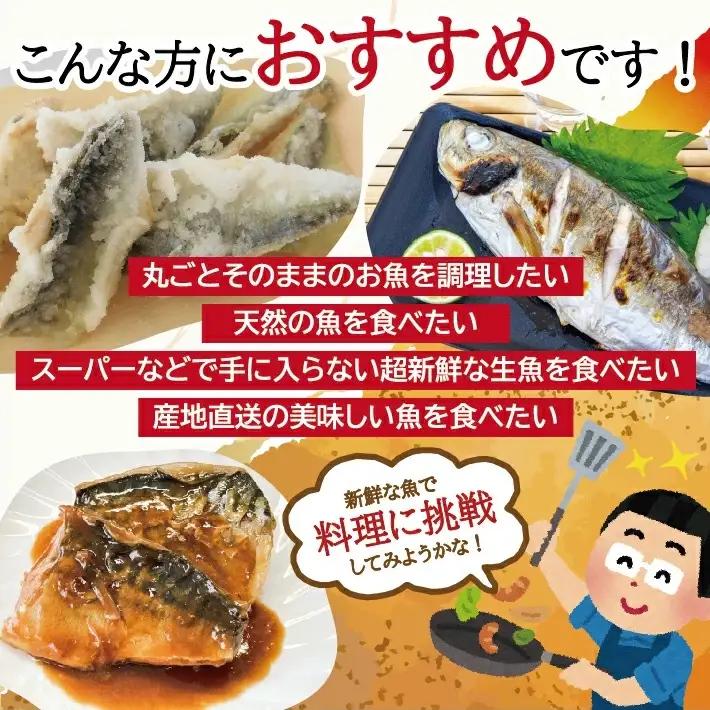 地魚おまかせセット 4～5種類入り 計1.7kg以上 冷蔵便 ※着日指定・離島（沖縄県を含む）への発送不可 東北 山形県 遊佐町 庄内地方 鮮魚 詰合せ 産地直送 新鮮 [1620]