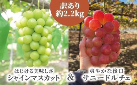 
                  ぶどう 食べ比べ シャインマスカット＆サニードルチェ/約2.2kg 訳あり 岡山県産【2026年先行予約】 ｜ぶどう 葡萄 詰め合わせ 詰合せ 食べ比べ 果物 くだもの フルーツ 産地直送 きよとうファーム 真庭市 岡山産【KF-B089-03】
                