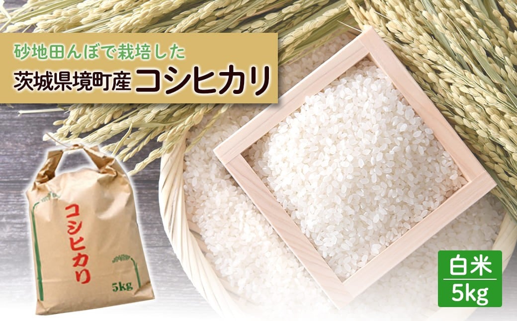 
            令和7年産 / 白米 《50個限定》　令和7年産 茨城県 境町産 コシヒカリ 5kg 2025年産 S275
          