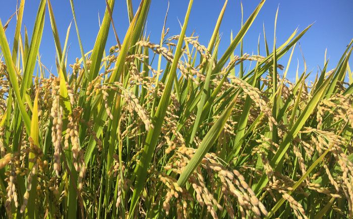 【令和7年産】 北海道米 食べ比べセット 10kg ゆめぴりか ななつぼし | 白米 お米 米 北海道産 コメ | 株式会社松原米穀 [BOCG063]