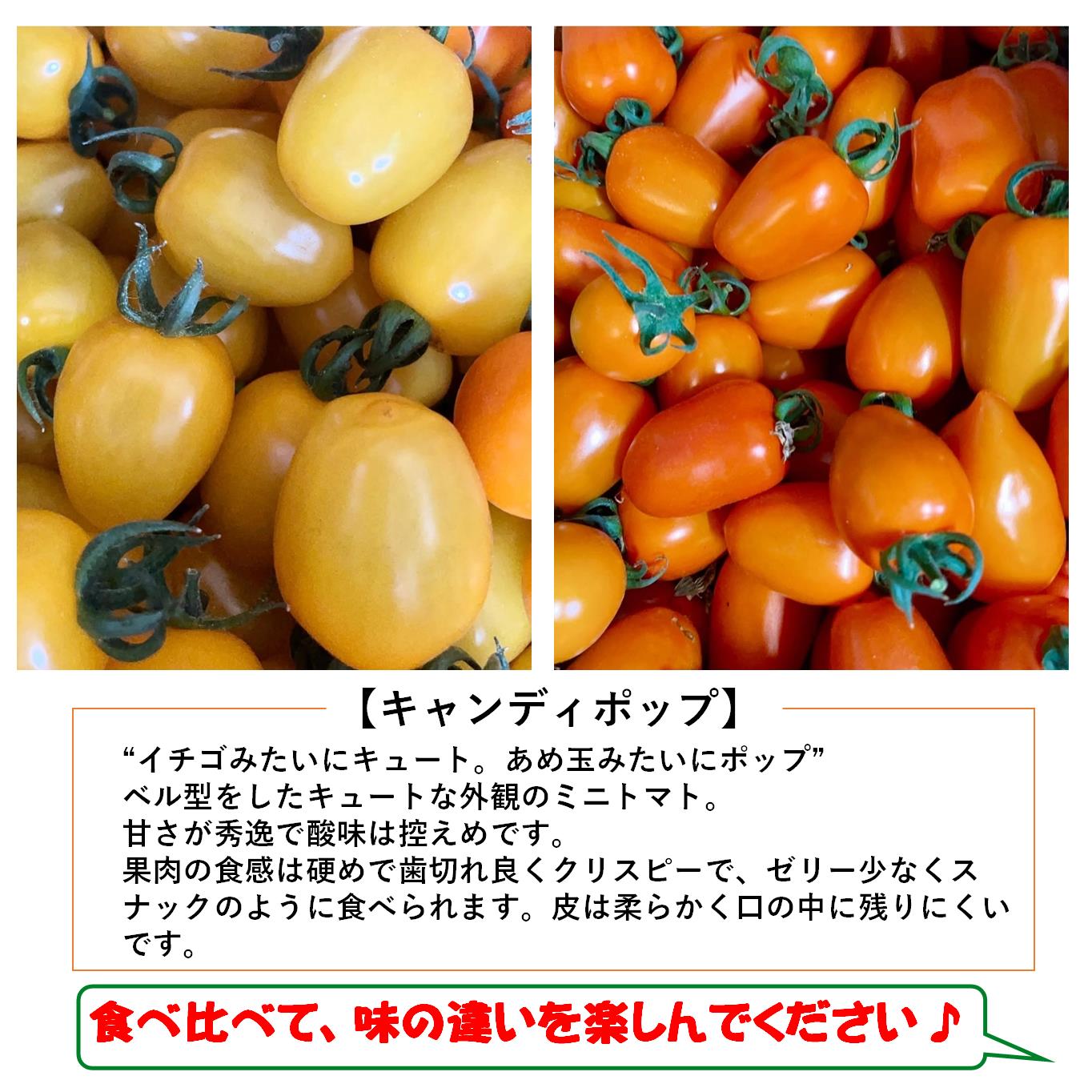 ＜2025年7月上旬よりお届け＞【農園直送】北海道壮瞥産　彩りミニトマト約2.7kg SBTO004
