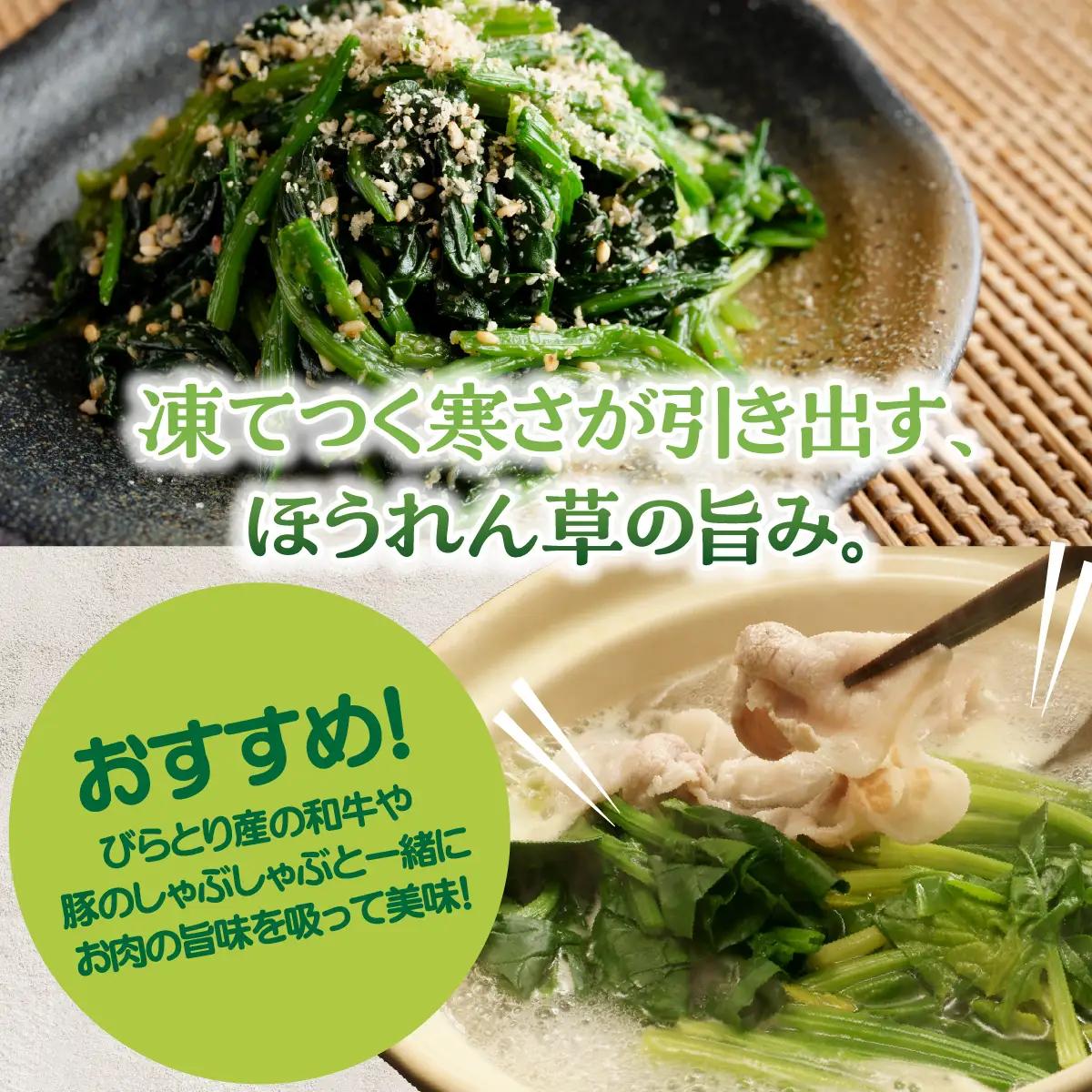 【先行予約/2026年12月上旬以降発送】【北海道平取町産】寒締めホウレン草（ちぢみほうれん草）200g×10袋 BRTO003