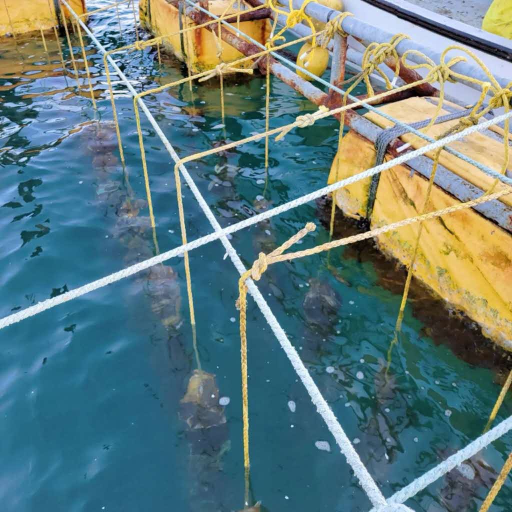 【先行予約 2025年7月20日より発送】奥尻島産養殖岩ガキ【Sサイズ】殻付き　30個入り（加熱食用）～豊かな海が育てた海の宝石～ OKUY005