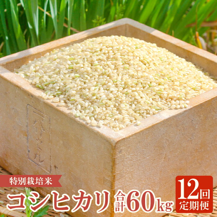 【ふるさと納税】【定期便】【新米】 横尾衛門のコシヒカリ 玄米 5kg×12回 コース 12ヵ月 1年 定期 毎月お届け 産地直送 ご飯 弁当 おにぎり 特産品 ブランド米 こしひかり こだわり お米 お取り寄せ 12回定期