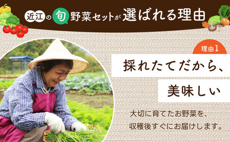 季節の旬野菜セット　A51　一般財団法人 愛の田園振興公社【野菜 詰め合わせセット 野菜セット 旬の野菜 野菜 詰め合わせセット 野菜セット 旬の野菜 野菜 詰め合わせセット 野菜セット 旬の野菜 野