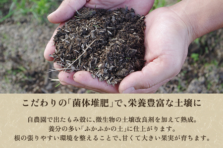 しらい農園の和梨 幸水 秀品3kg（5～9玉） 《8月中旬から順次発送》 果実 フルーツ 贈答 ギフト 甘くてジューシーな梨 なし こうすい 加茂市 しらい農園