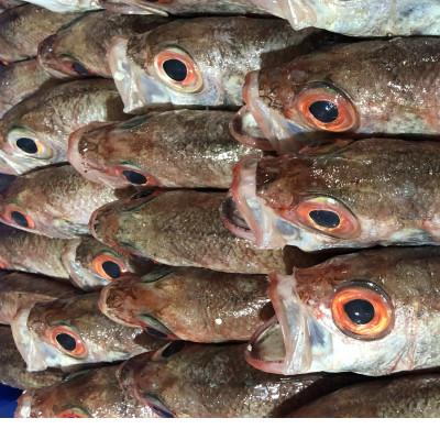 ふるさと納税 八幡浜市 竹中水産の八幡浜!「大サイズ:赤ムツ天日干し」【H22-160】 |  | 01
