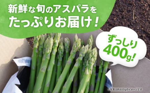 数量限定 先行予約 LMサイズ 400g お試しサイズ　朝採り 朝採れ 直送 グリーンアスパラガス アスパラ【2月〜4月お届け】 BT12