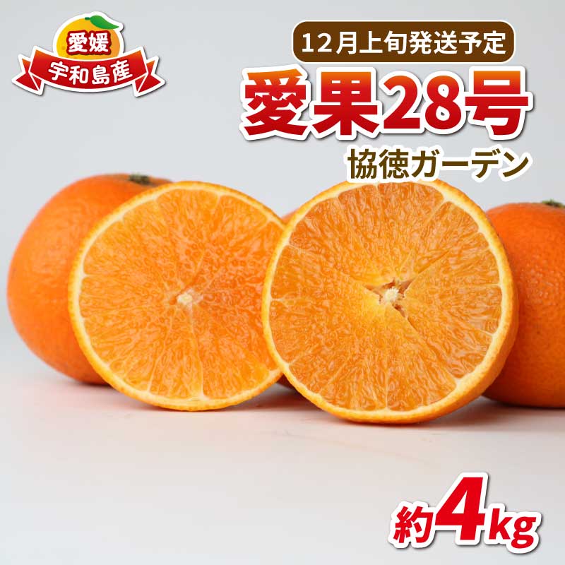 【ふるさと納税】 愛果28号 ( 紅まどんな と同品種) 4kg 家庭用 協徳ガーデン 柑橘 みかん ミカン 蜜柑 愛媛みかん 愛媛ミカン 愛媛蜜柑 果物 くだもの フルーツ 高級 品種 ゼリー 甘い 産地直送 限定 国産 愛媛 限定 宇和島 B024-178012