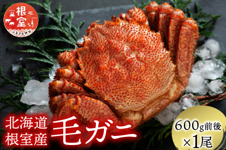 【北海道根室産】毛がに600g前後×1尾 B-21006