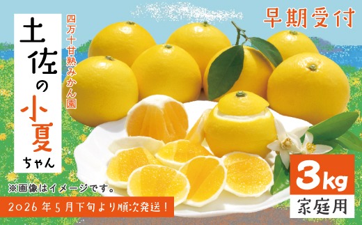 【早期受付・数量限定】甘味が強く酸味が少なめ！土佐の小夏ちゃん 3kg【家庭用】予約 旬 くだもの 果物 フルーツ 柑橘 ミカン みかん 小夏 こなつ 日向夏 四万十 農家直送【2026年5月下旬より順次配送】25-163