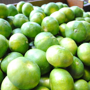 《数量限定》幸田町産「温室（ハウス）みかん」5kg ※2026年8月中旬～9月上旬順に次発送予定 蜜柑 フルーツ 果物 柑橘 みかん お取り寄せ