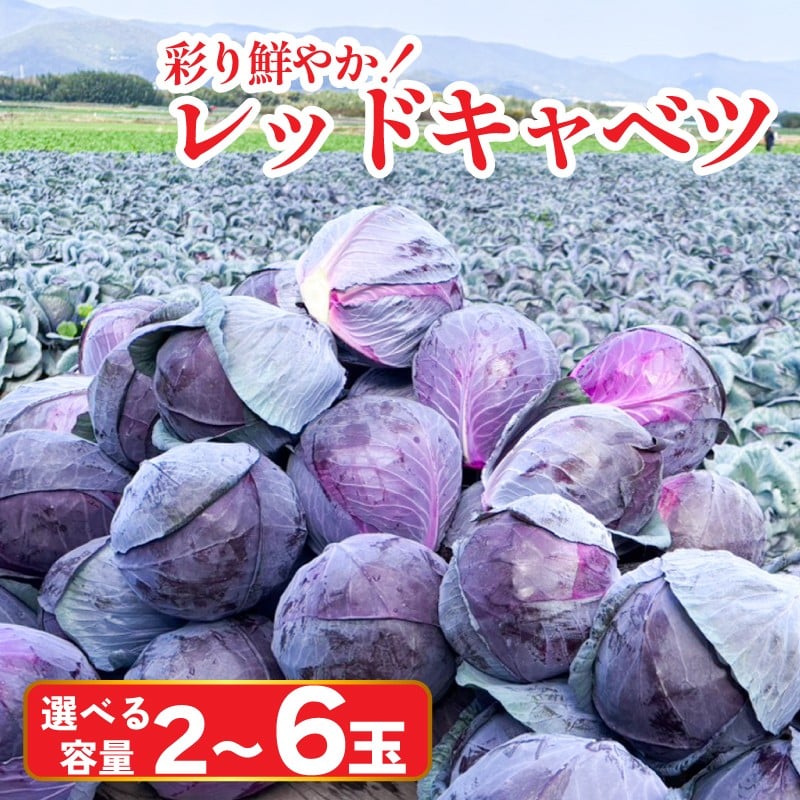 
            キャベツ レッドキャベツ 選べる容量 使い切りサイズ 3玉 (1玉600g～1kg) 厳選 大玉 2玉 6玉 (1玉1.5kg以上)   採れたて 紫キャベツ 産地直送 農家直送 新鮮 旬 サラダ 餃子 マリネ ナムル 徳島県 阿波市
          