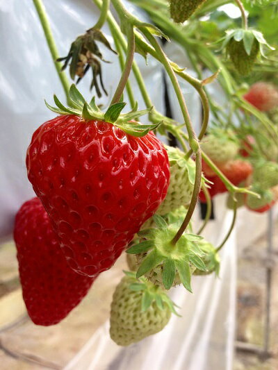 【ふるさと納税】あぐり丹波3Dイチゴ園　イチゴ狩り体験(3名様)　お土産付