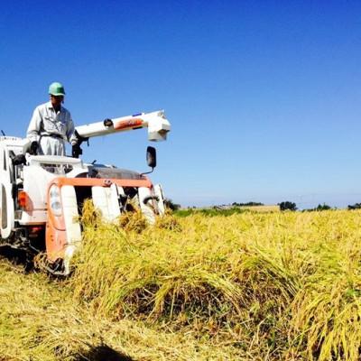 ふるさと納税 上越市 令和7年新潟県上越産　桑谷ファーム/桑谷米(棚田米コシヒカリ)白米5kg |  | 02