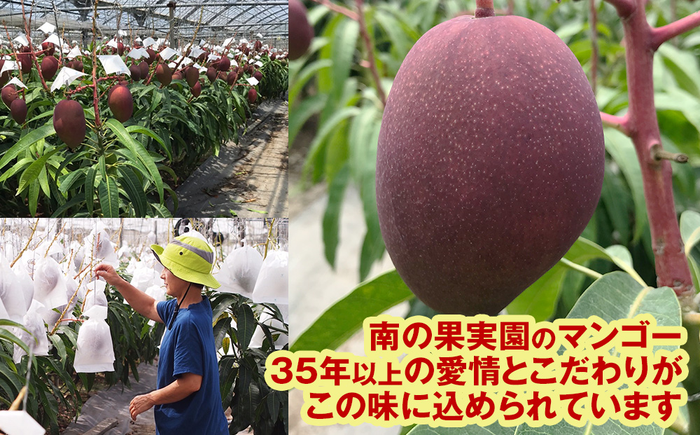 【2026年発送】南の果実園　マンゴー1kg