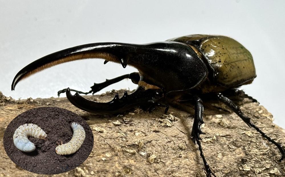 【先行予約】ヘラクレスオオカブト幼虫ペア ※育て方の説明書付き※配送不可地域あり【2025年6月から順次発送】 304018_CW003