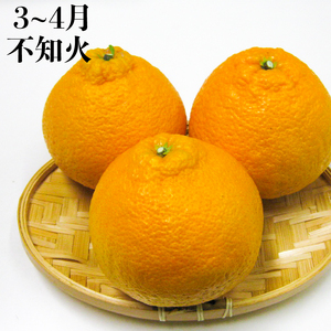 果物を贅沢に味わう 丸亀のフルーツ定期便 全6回 キウイ いちご 不知火 桃 シャインマスカット みかん さぬきひめ  フルーツ 定期便