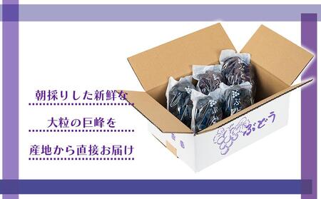 [産直]有田巨峰村の朝採り巨峰　約2kg★2024年８月中旬頃より順次発送