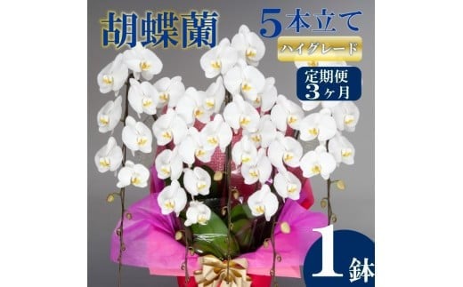 【定期便3ヶ月】胡蝶蘭 5本立て 白 ハイグレード お祝い 須崎洋蘭園 SY7000_x