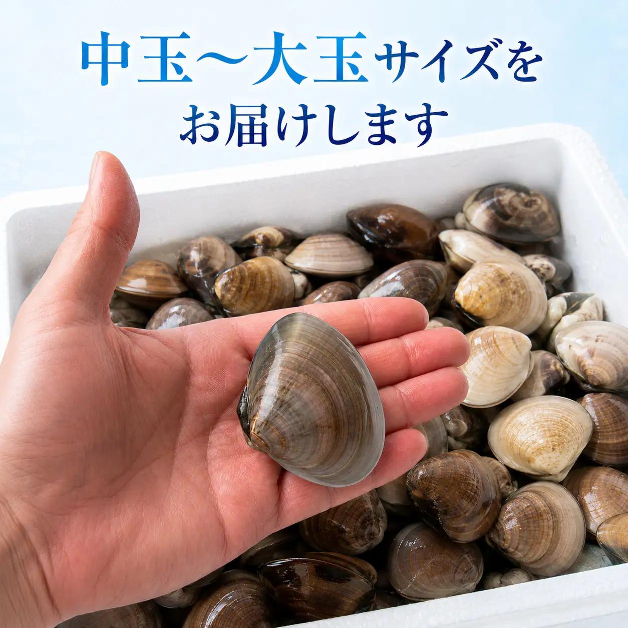九十九里産　天然　活はまぐり（中玉～大玉） 約2kg（20～32個前後） / はまぐり ハマグリ 蛤 天然 活はまぐり 活ハマグリ 活蛤 中玉 大玉 貝 貝類 魚介 魚貝 海鮮 2kg 九十九里産 産