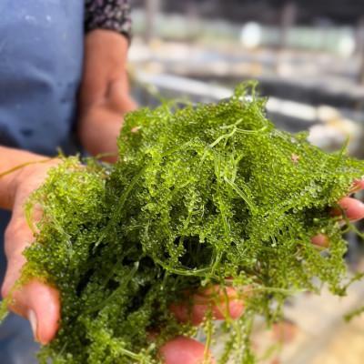 ふるさと納税 糸満市 朝採れ!しゃきしゃき海ぶどう(茎付き)400g |  | 01