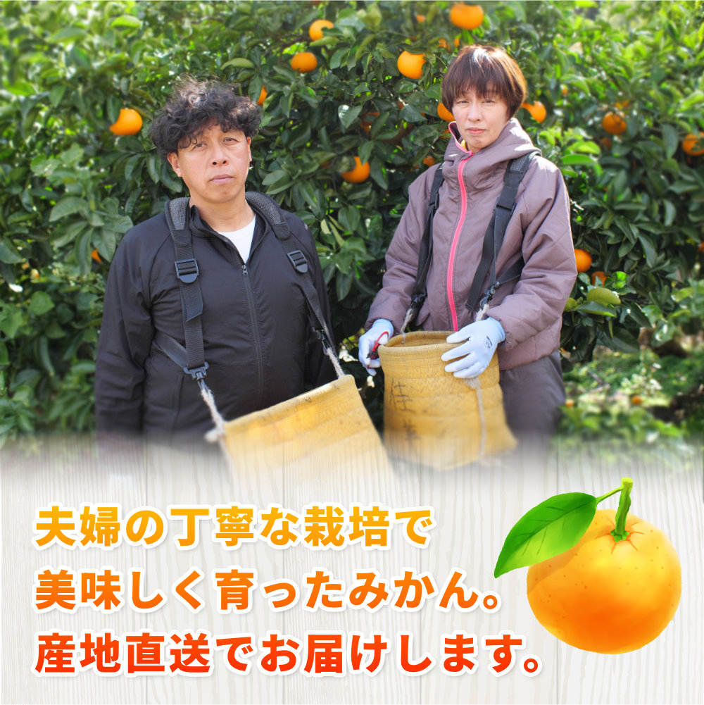 完熟 有田 みかん 訳あり 10kg 久幸園 / 温州みかん 有田みかん 甘い 家庭用 和歌山 柑橘 ※11～1月下旬順次発送 【hsk004-c-10C】