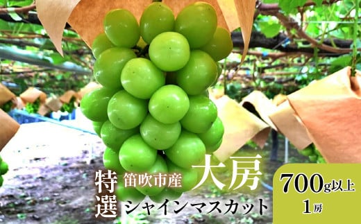 
            ＜25年発送先行予約＞山梨県笛吹市 特選 旬の採れたてシャインマスカット 700g以上　1房 105-013
          