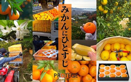 【宮内伊予柑】家庭用 約2.5kg ＜1月末から3月中旬頃発送＞ みかん 柑橘 フルーツ みかん 果物 フルーツ 伊予柑 みかん 果物 伊予柑 フルーツ 果物 愛媛 松山【PT035_x】