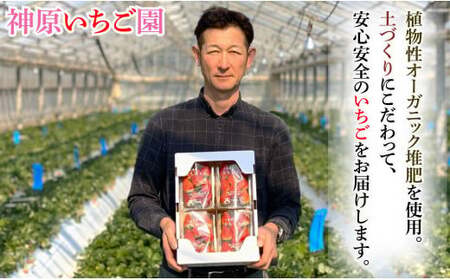先行予約 いちご とちおとめ 約250g×8パック 計2㎏ 小玉 いちご