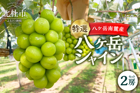 【2025年先行予約】八ケ岳南麓産ブランド「特選 八ケ岳シャイン」シャインマスカット  シャインマスカット 2025年 先行予約 2房 セット 期間限定 数量限定 特選 八ヶ岳シャイン 冷蔵 葡萄 ぶ