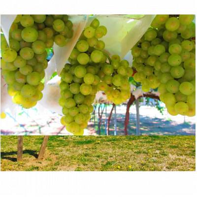 ふるさと納税 八街市 SAWA ワイン マスカットベーリーA 750ml |  | 01