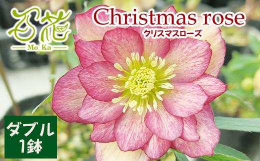 
クリスマスローズダブル1鉢【百花 -MoKa-】/ 花 苗 ポット クリスマス
