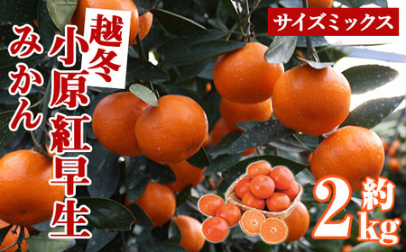 ＜先行予約！2027年1月上旬以降順次発送予定＞香川県産 越冬小原紅早生みかん(約2kg/サイズミックス) 国産 果物 フルーツ みかん ミカン 柑橘 新登場 【man360】【Aglio nero】