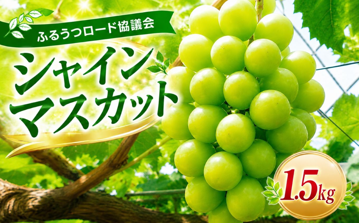 
                  【数量限定】ふるうつロード協議会の「シャインマスカット」 約1.5kg | フルーツ 果物 くだもの ぶどう ブドウ 葡萄 シャインマスカット マスカット 国産 大分県 中津市
                