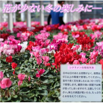 ふるさと納税 中島村 【先行予約】シクラメン6号鉢(プルマージュ)　水野谷園芸 |  | 03