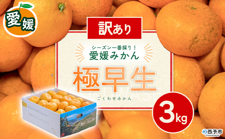 先行予約＜訳あり 愛媛県産 極早生みかん 合計約3kg＞ 『2026年10月以降順次出荷予定』ミヤモトオレンジガーデン 愛媛県 西予市