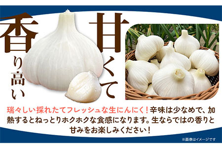 [0.4-194]　【令和6年発送先行受付】生にんにく（福地ホワイト六片種）500g