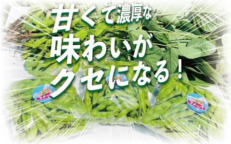 【2025年7月発送】湘南枝豆 1.5kg えだまめ 採れたて 国産 野菜 おつまみ 藤沢市 神奈川