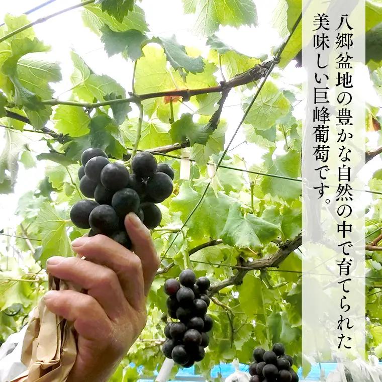 巨峰 約1.2kg (桜川市・石岡市共通返礼品）2026年8月下旬発送開始 開田ぶどう園 産地直送 フルーツ 甘い 直送 茨城 限定 ぶどう 巨峰 果物 [DO001sa]
