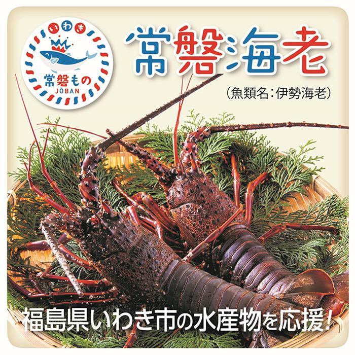 常磐物！冷凍伊勢海老　約1キロ（加熱用）エビ