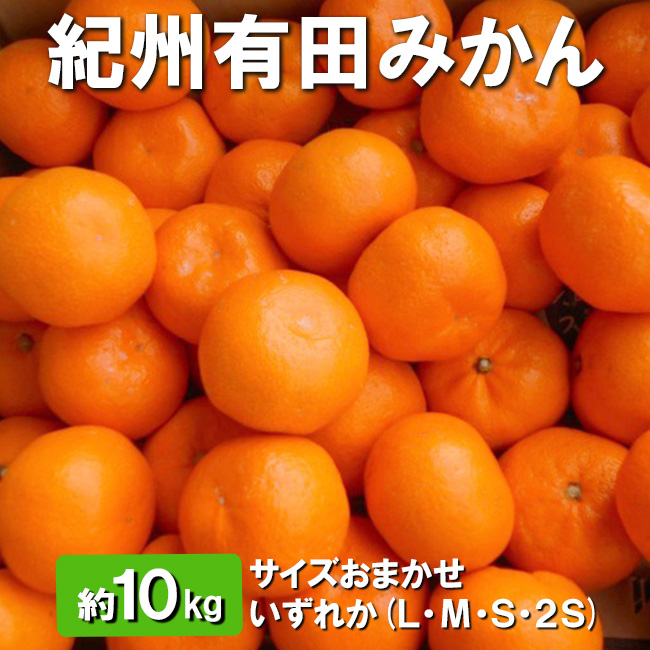 紀州有田みかん 約10kg サイズおまかせ いずれか(L・М・S・2S) ※離島への配送不可 ※2025年11月下旬～2026年1月中旬頃順次発送予定