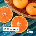 【ふるさと納税】【先行予約】Saito Orange Farmの早生（わせ）みかん5kg ｜ 柑橘 みかん ミカン フルーツ 果物 愛媛　※離島への配送不可　※2024年12月上旬頃より順次発送予定