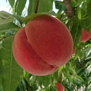 【金の蜜】アグリスタくましろのとろとろ桃ジュース6本セット(1L×6本)									